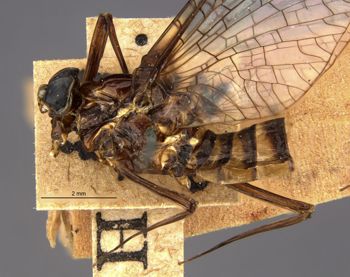 Media type: image;   Entomology 11222 Aspect: habitus lateral view